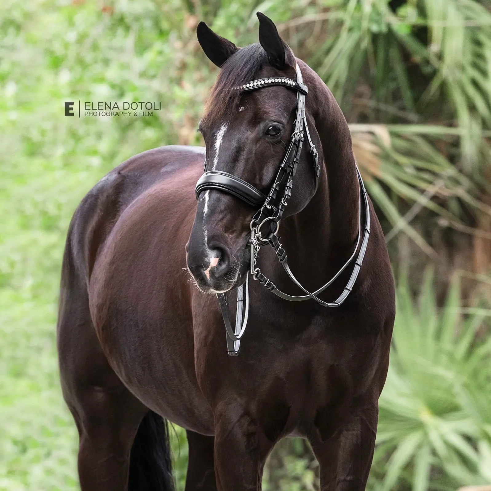 Brixton Non-Patent Black Leather Double Bridle